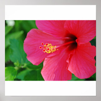 Söt inom Rosan Poster