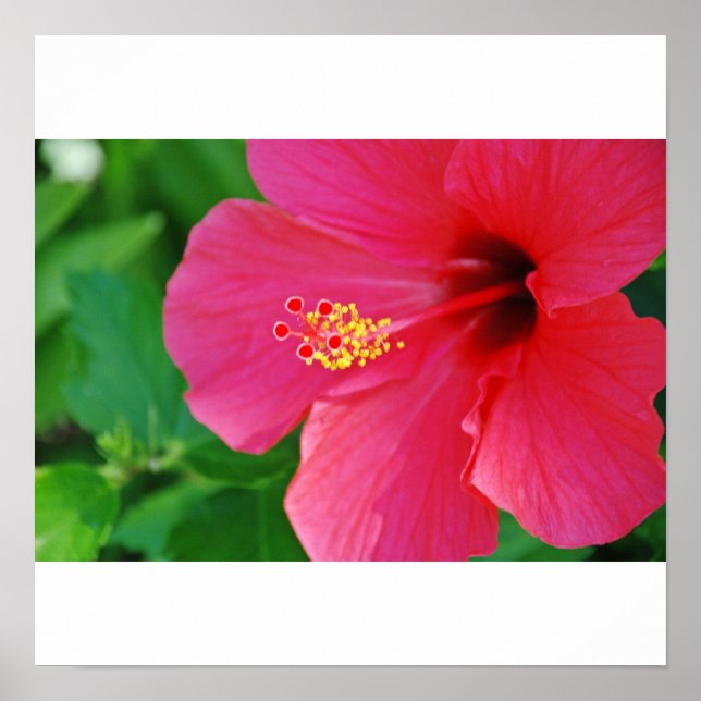 Söt inom Rosan Poster (Framsidan)