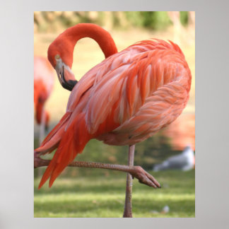 Söt inom rosan poster