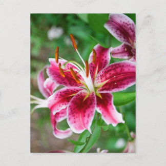 Söt inom Rosan Vykort