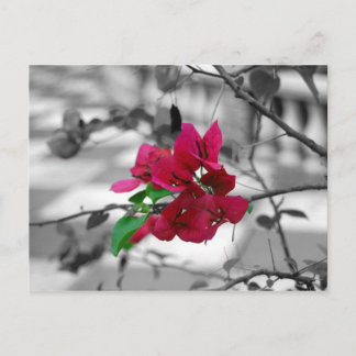 Söt inom Rosan Vykort