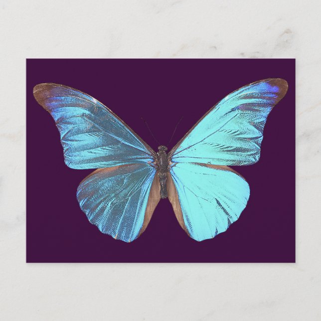Söt Iridescent Blue Butterfly Vykort (Framsida)