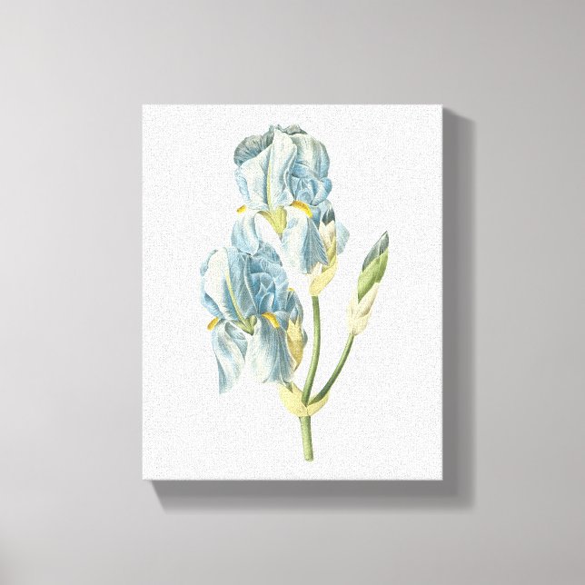 Söt iris(Iris pallida) från Redouté Canvastryck (Framsida)