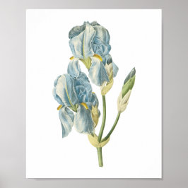 Söt iris(Iris pallida) från Redouté Poster