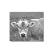 Söt Jersey Cow Porträtt