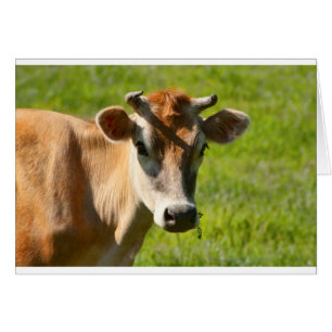 Söt Jersey Cow Stare Hälsningskort