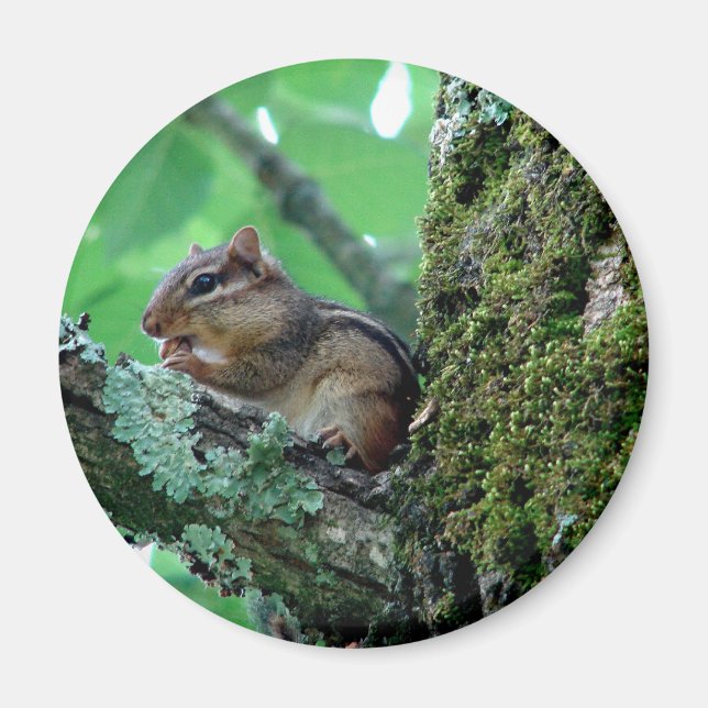Söt jordekorre i träd Kläder och presenter Magnet (Framsidan)
