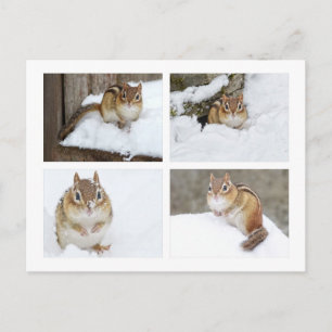 Söt jordekorre som sitter i snön 4 fotokollage vykort