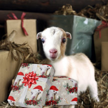 Söt Jul Goat LaMancha-fransmän