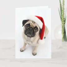 Söt julfawn mops jultomte mössa valp hungriga ögon