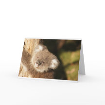 Söt Känguru Party Dopp Förlossning Födelsedag