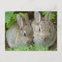 Söt kanin djur fred kärlek öde vykort