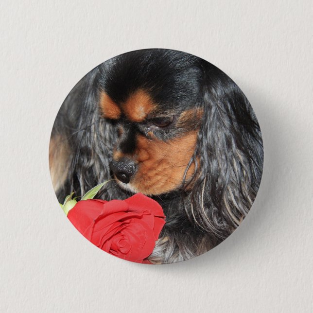 Söt kärlek Cavalier King Charles Spaniel Knapp (Framsida)
