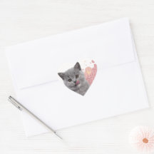 Söt katt