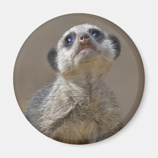 Söt Katt Magnet (Framsidan)