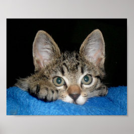 Söt katt poster