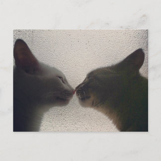 Söt katt-postkort vykort