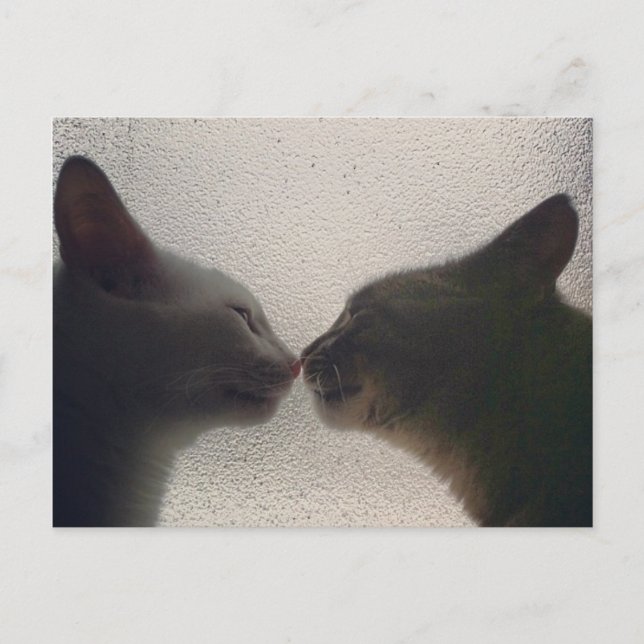 Söt katt-postkort vykort (Framsida)