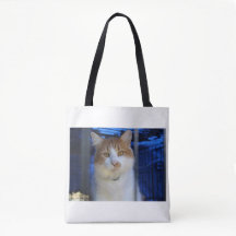 söt katt