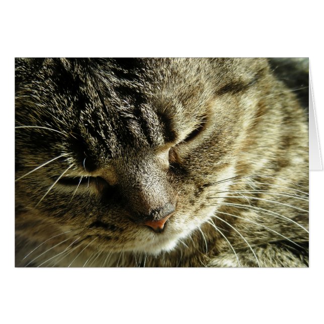 Söt Kattunge Hälsningskort (Framsidan Horizontal)