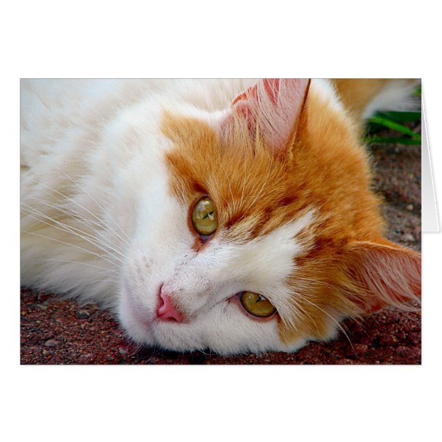 Söt Kattunge Hälsningskort (Framsidan Horizontal)