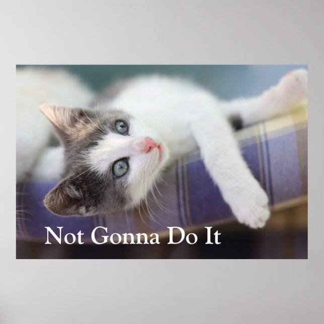 Söt Kattunge i bete Poster (Framsidan)