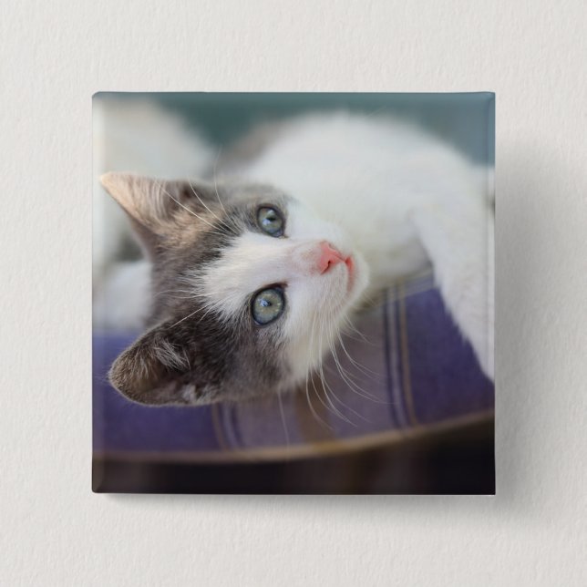Söt kattunge i plädsäng knapp (Framsida)