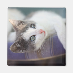 Söt kattunge i plädsäng magnet