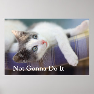 Söt kattunge i plädsäng poster