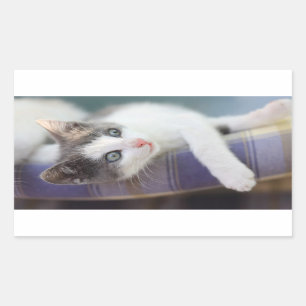 Söt kattunge i plädsäng rektangulärt klistermärke