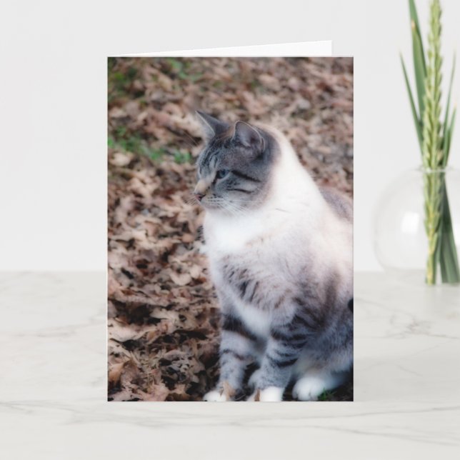 Söt Kattunge Kort (Framsida)