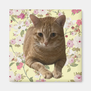 Söt Kattunge Magnet