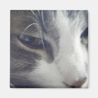 Söt Kattunge