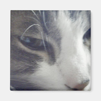 Söt Kattunge Magnet