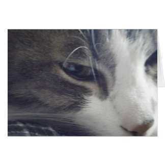 Söt Kattunge OBS Kort