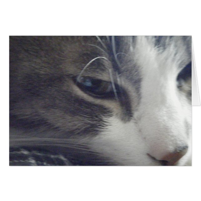 Söt Kattunge OBS Kort (Framsidan Horizontal)