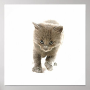 söt kattunge poster