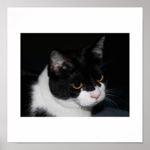 Söt Kattunge Poster