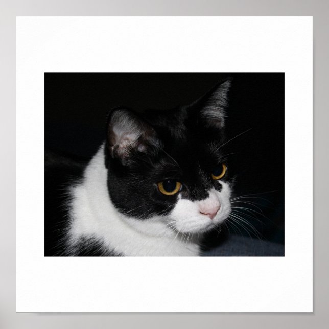 Söt Kattunge Poster (Framsidan)