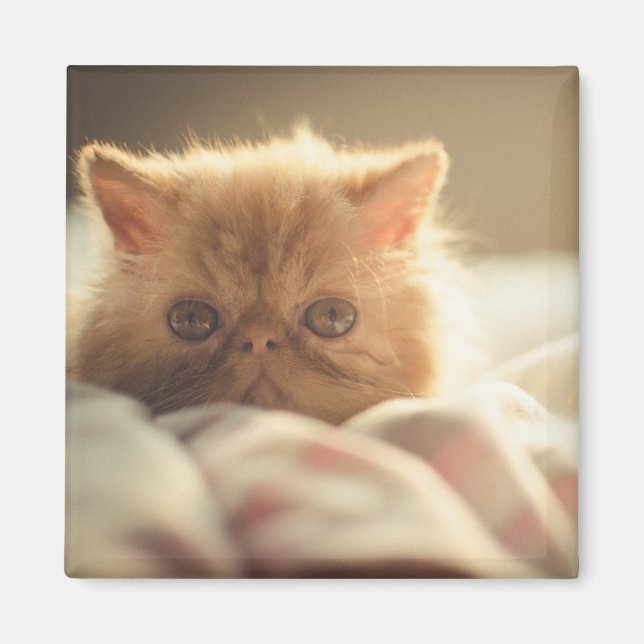 Söt kattunge ska vara varmt magnet (Framsidan)