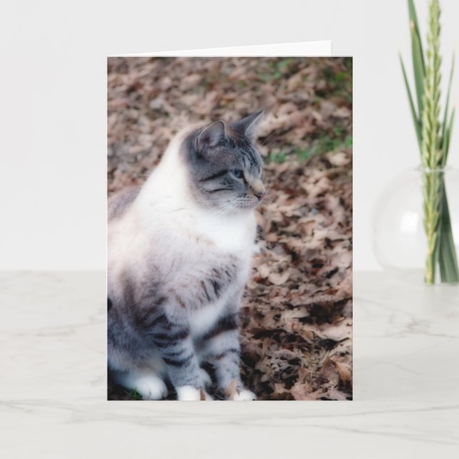 Söt Kattunge Tillfällen Card Kort (Framsida)