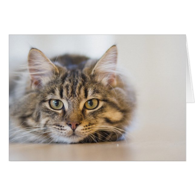 Söt Kattunge Tittar på dig Hälsningskort (Framsidan Horizontal)