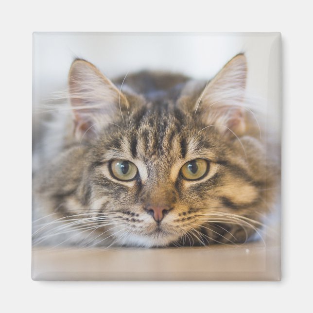 Söt Kattunge Tittar på dig Magnet (Framsidan)