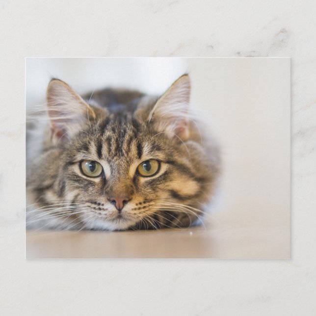 Söt Kattunge Tittar på dig Vykort (Framsida)