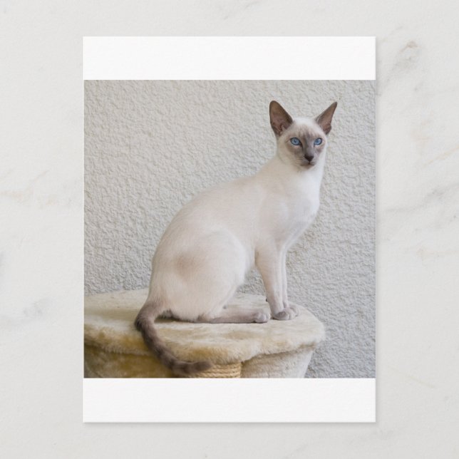 Söt kattunge vykort (Framsida)