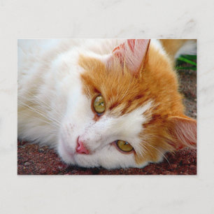 Söt Kattunge Vykort