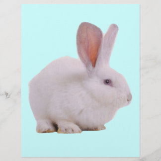 Söt Kawaii Kanin