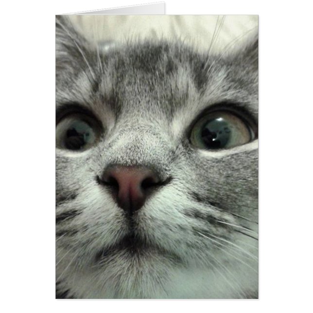 Söt Kitten, Gute Besserung OBS Kort (Framsidan)