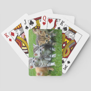 Söt kittensbunt casinokort
