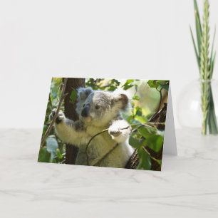 Söt Koala Björn Öde Natur Aussi Outback Kort